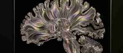 DIBUJAR EL CEREBRO. ENCUENTRO CIENTÍFICO