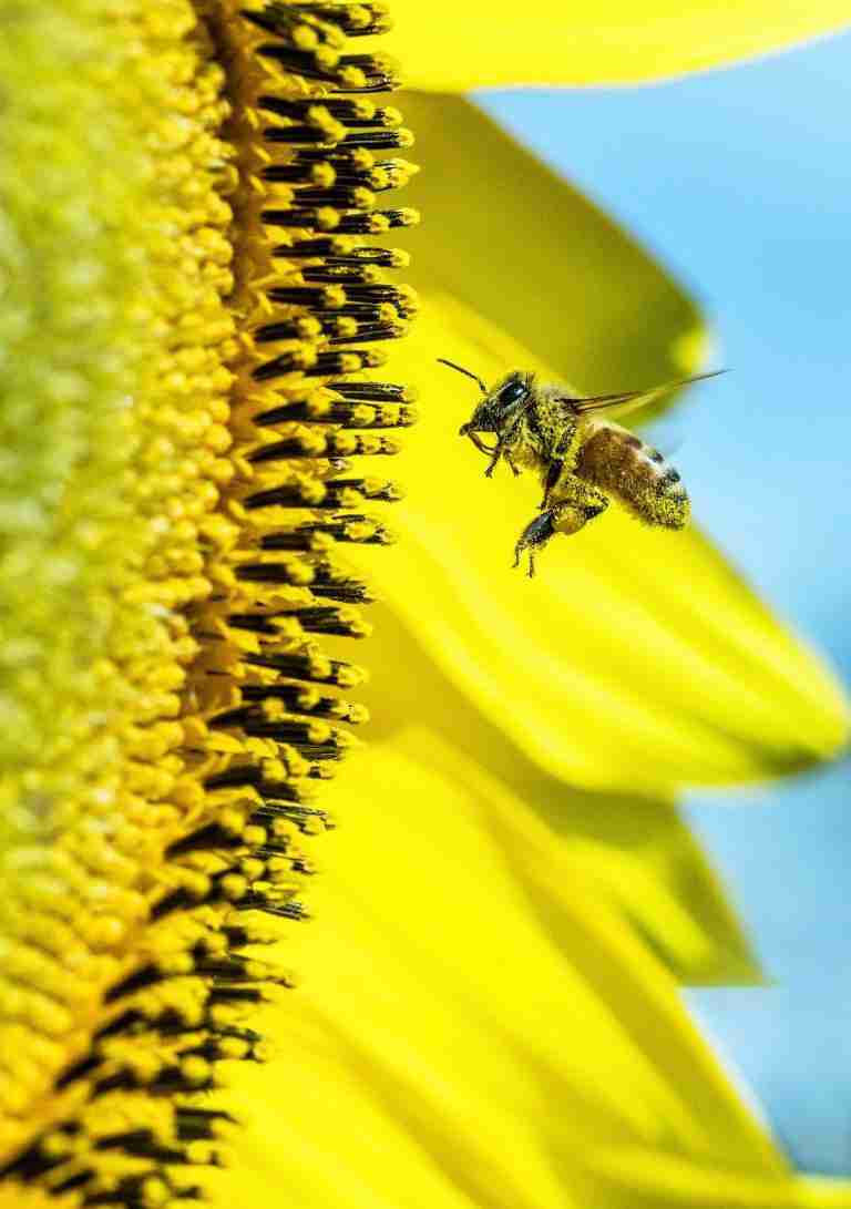 Pint23ES: Un Mundo sin Abejas